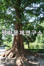 [유물유적관]선죽교(국보급 제159호) 주변 메타세쿼이아3 